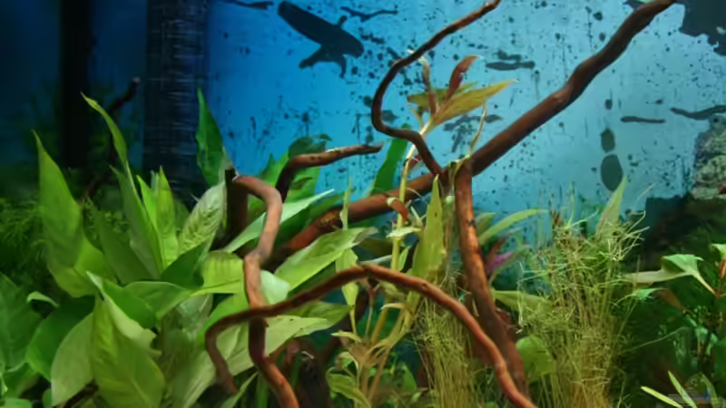 rote Moorwurzel von Hunterkoile (11)