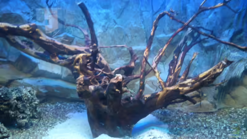 rote Moorwurzel von Kai Kern (6)