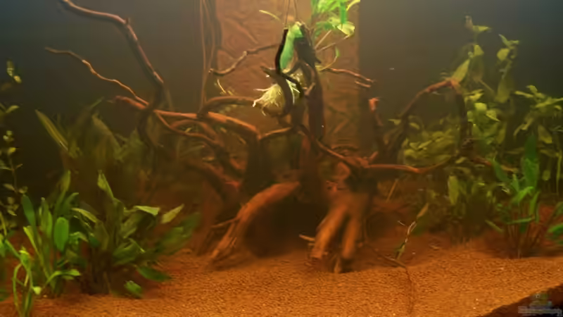 Rote Moorwurzel von Uwe Trauernicht (9)