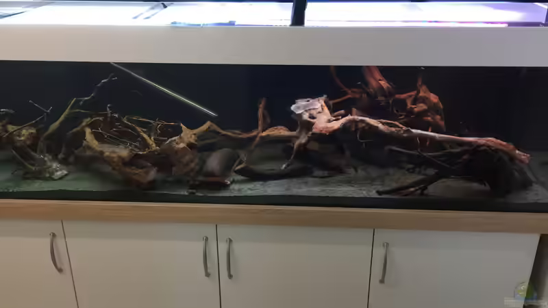 Rote Moorwurzeln beim Wässern von Danny (8)