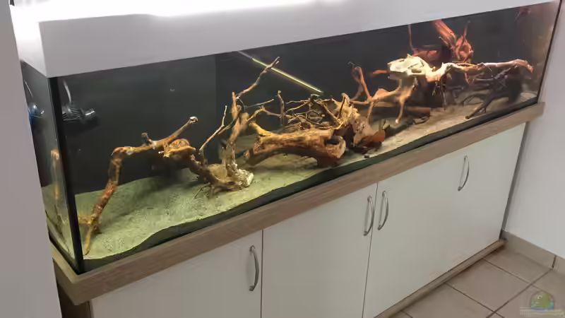 Rote Moorwurzeln von Danny (30)