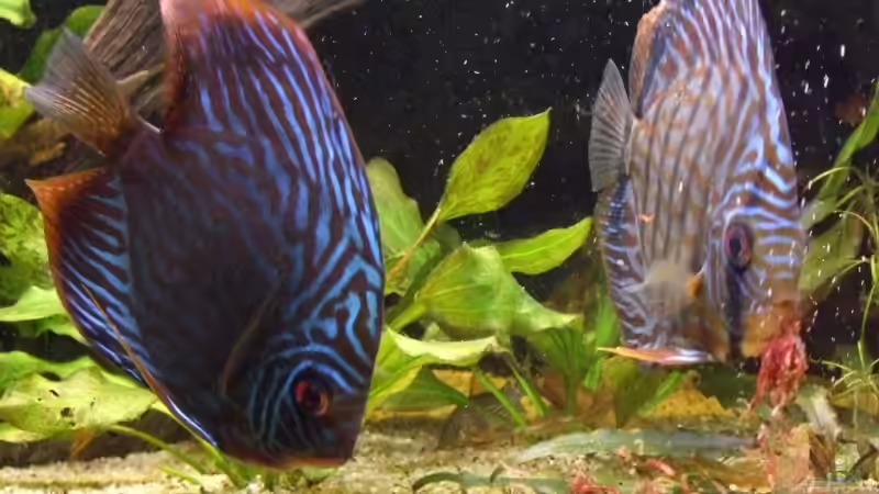 rote Mückenlarven werden gern gefressen! von Udo Müller (40)