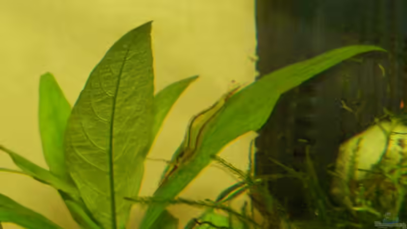 Rote Nashorgarnele  von SeLo (23)