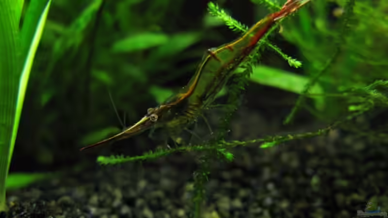 rote Nashorngarnele von gestresster (Sven) (19)