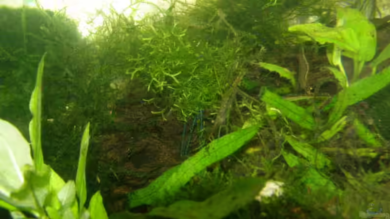 Rote Nashorngarnele von SeLo (18)