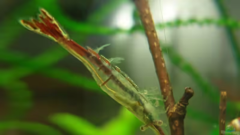 Caridina gracilirostris im Aquarium halten (Einrichtungsbeispiele für Rote Nashorngarnele)