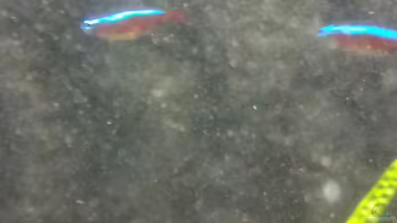 Rote Neon - leider etwas unscharf von Zomic (15)