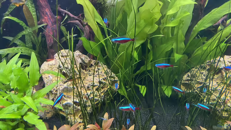 Rote Neon  von Ottche (54)