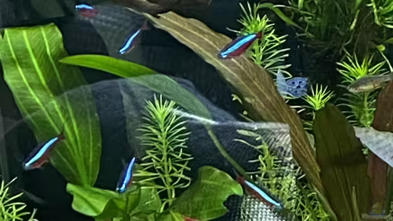 Rote Neon  von Ottche (63)