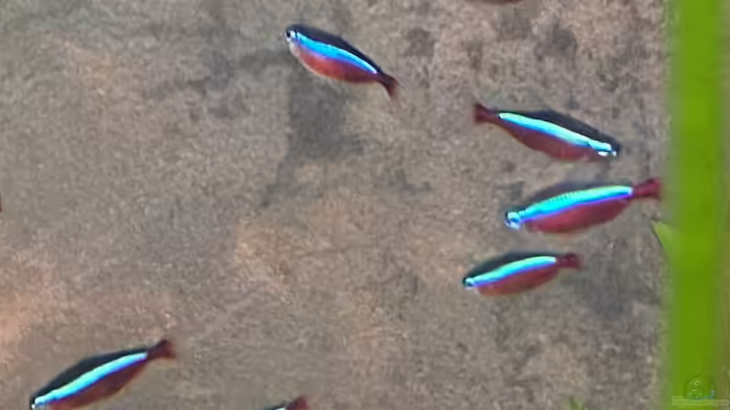 Rote Neon  von Ottche (64)