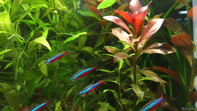 Rote Neon  von Yasmine (38)