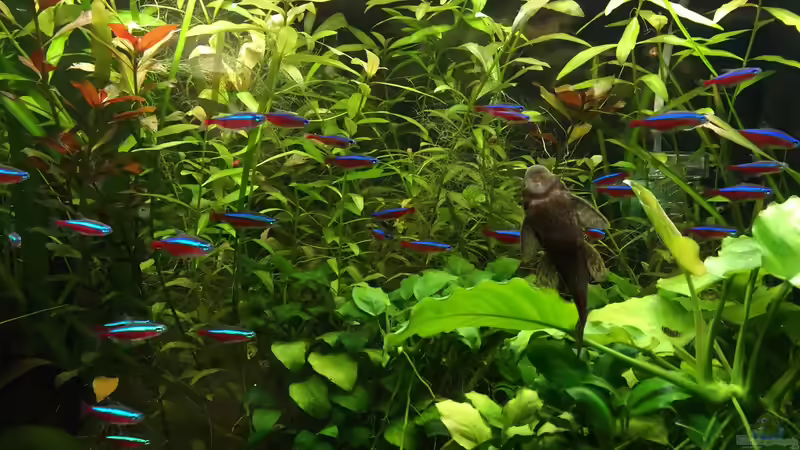 Rote Neon und Antennenwels von Yasmine (39)