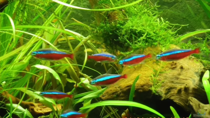 Rote Neon von Annika (11)