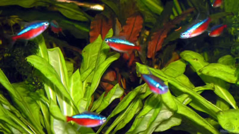 Rote Neon von Fossybear (33)