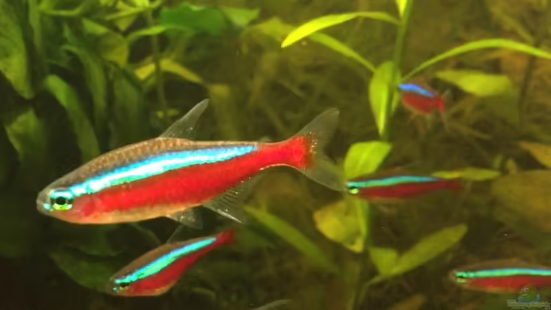 Rote Neon von Yasmine (37)