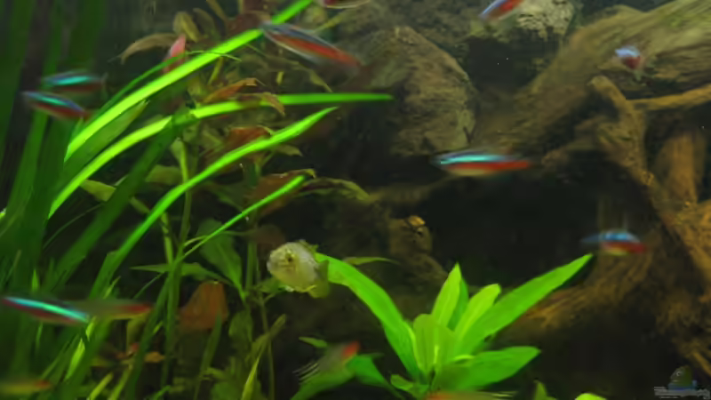 Rote Neons / Rotkopfsalmler von Kriki (12)