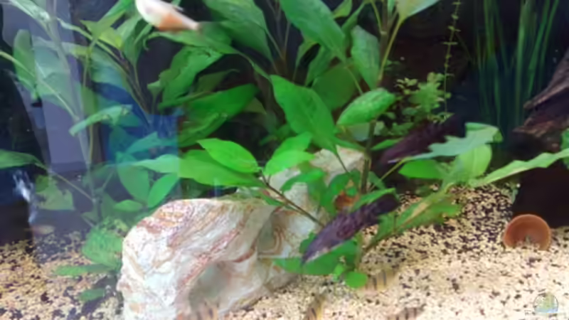 Aquarien mit Desmopuntius pentazona (Fünfgürtelbarbe)