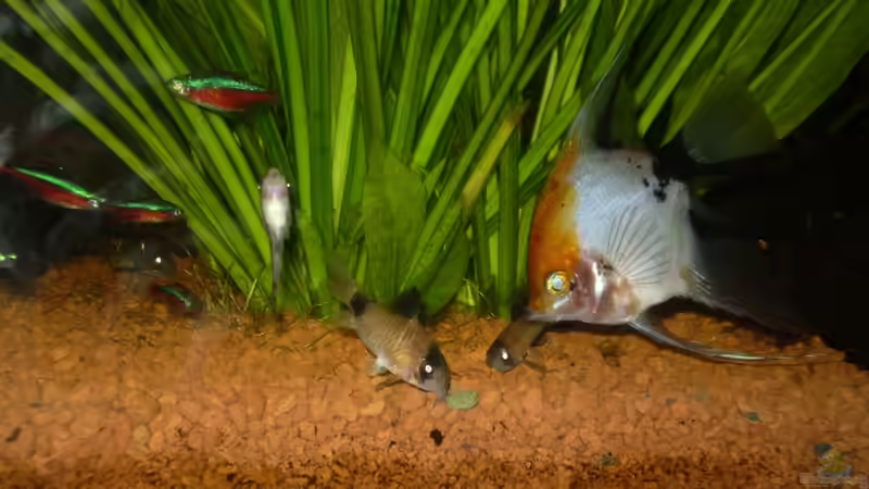 rote Neons, Otocinclus, Panda Panzerwelse, Goldkopfskalar, Futtertablette von Opodeldok (35)