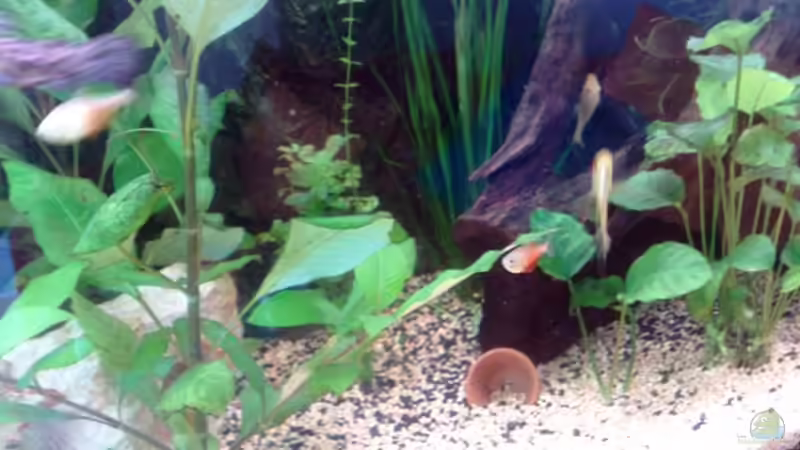 rote Neons & Fadenfisch & gelber Antennenwels von Andy Klein 86 (17)