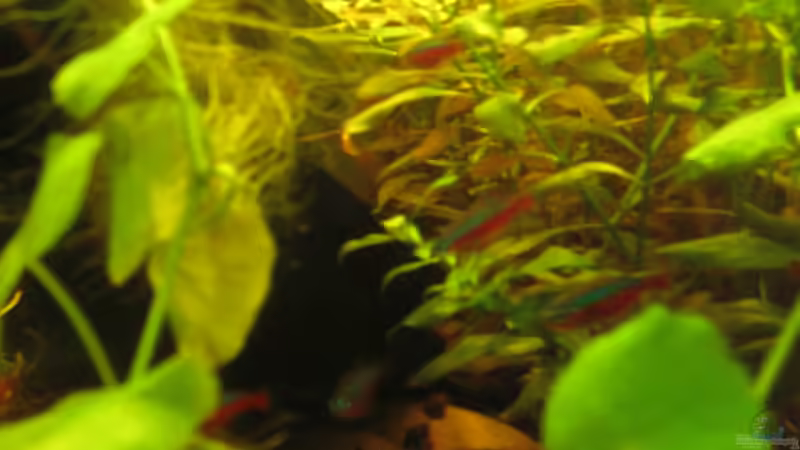 Rote Neons im grünen (07.08.2012) von Südamerikafreak BK (45)