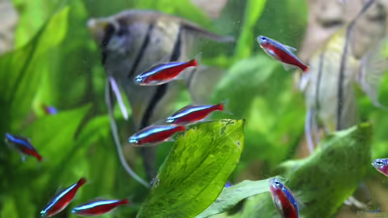 rote Neons,im Hintergrund ein Teil meiner Peru Skalare von Ottche (192)