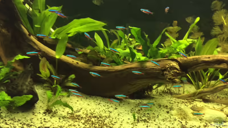 Rote Neons (Paracheirodon axelrodi) von Ragner (48)