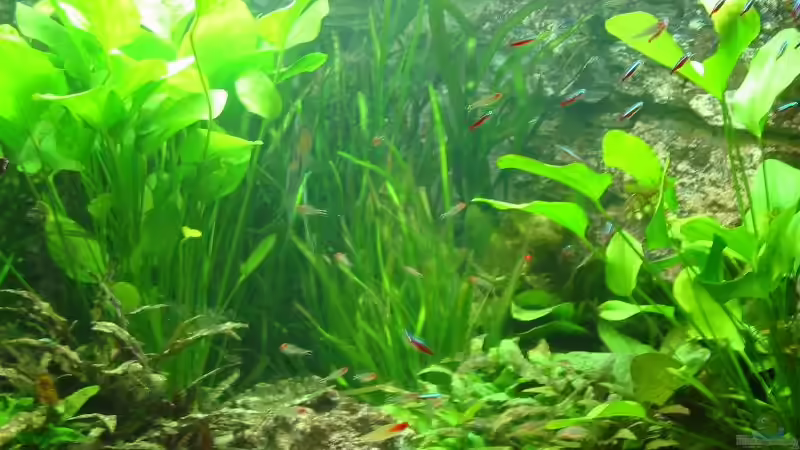 Rote Neons und Rotkopfsalmer von Bämbel (37)