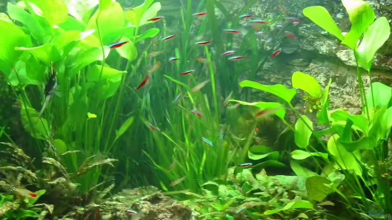 Rote Neons und Rotkopfsalmer von Bämbel (38)