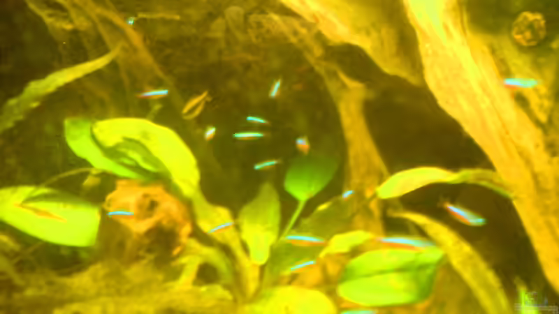 Rote Neons von -=Diskus-Fan=- (3)