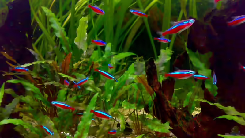 Rote Neons von Amazonasbecken.eu (17)