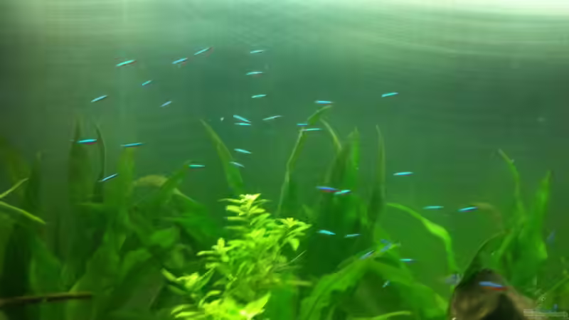 Rote Neons von Diskus94 (9)