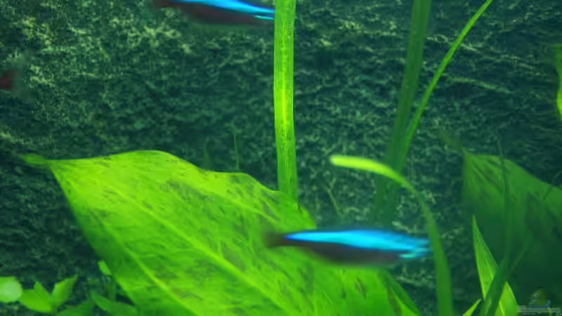 Rote Neons von Einecke (8)