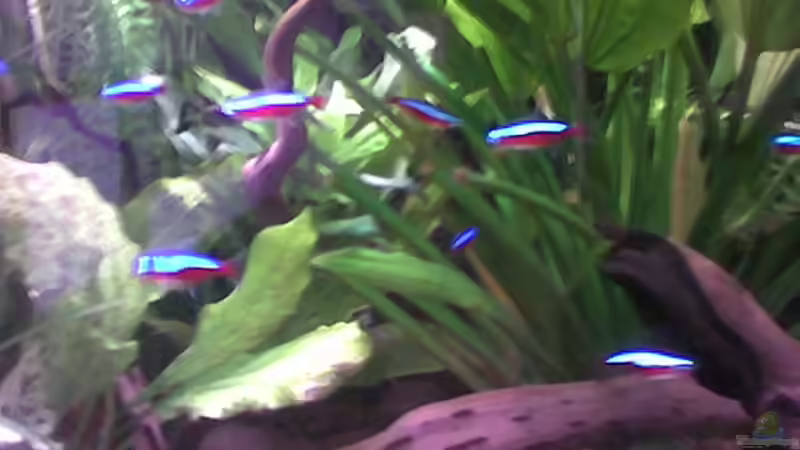 rote neons von Freddy Burghartz (11)