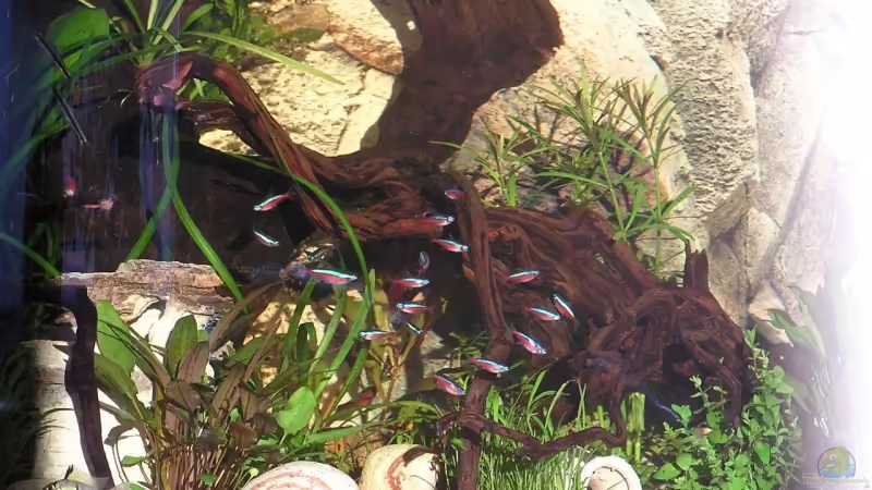 rote Neons von froxxs (15)