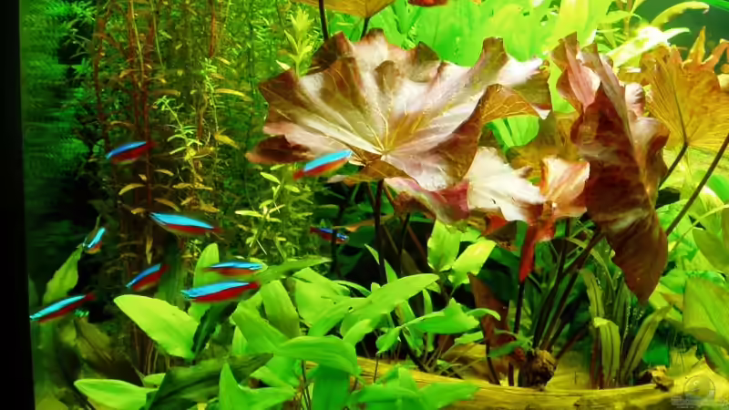 Rote Neons von Funky (19)