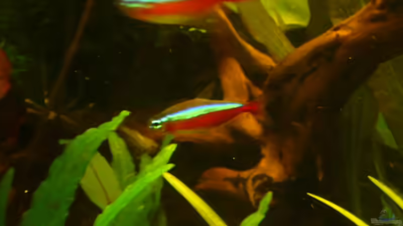 Rote Neons von Josef Schachtner (10)