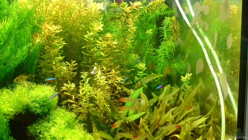 rote Neons von Katzenmutti (15)