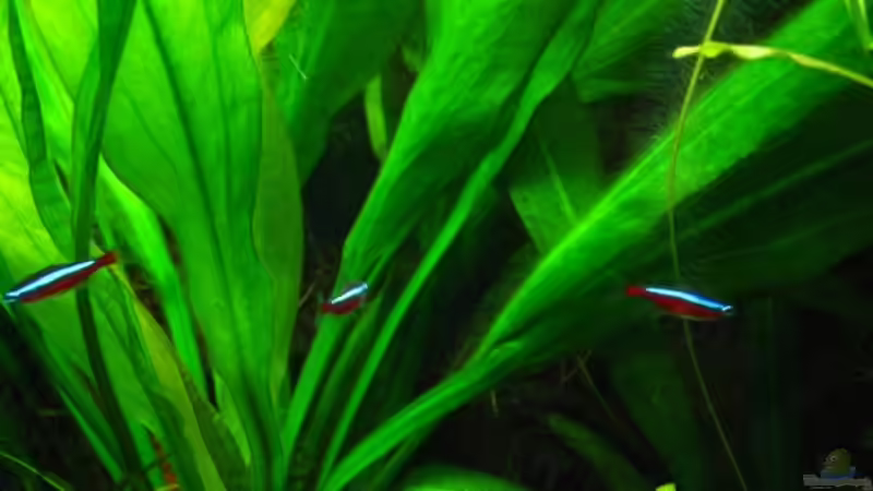 Rote Neons von Marlone (18)