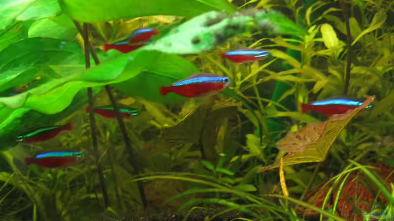 Rote Neons von Marlone (23)