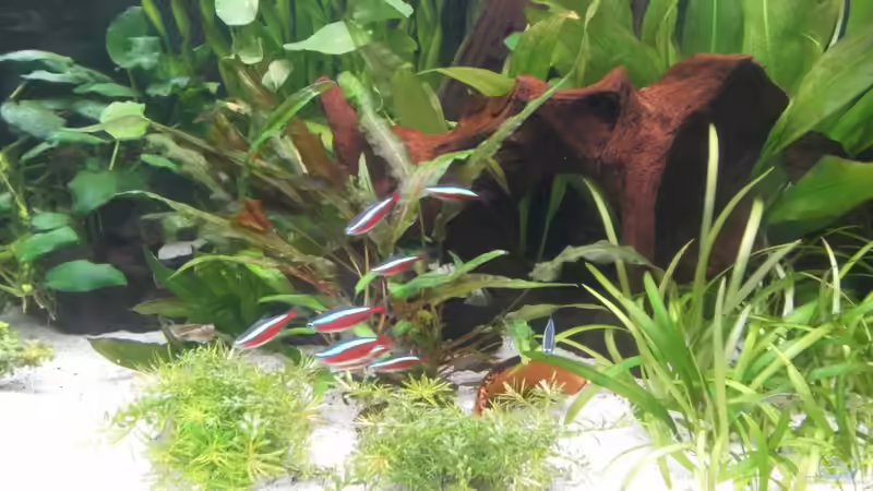 rote Neons von mawi (33)