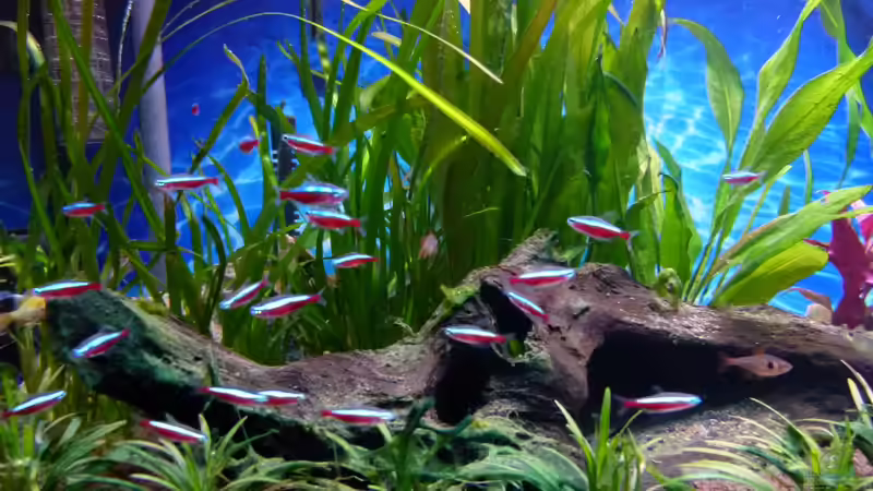 Rote-Neons von Mc.Maurer (33)