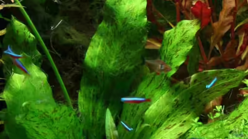 Rote Neons von Mimia805 (7)