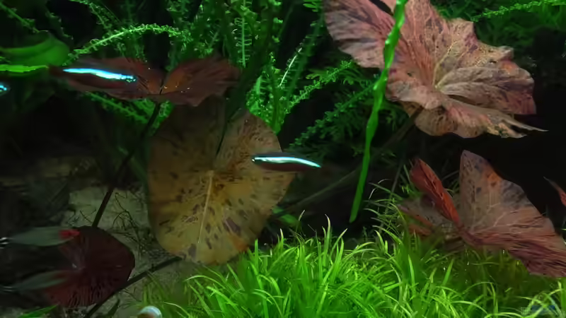 Rote Neons von Oberoesterreicher (33)