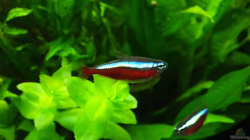 Rote Neons von Oberoesterreicher (34)