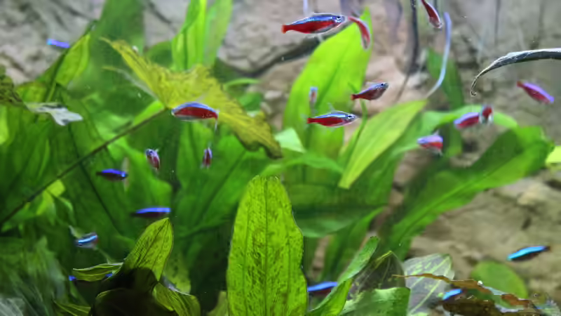 Rote Neons von Ottche (164)