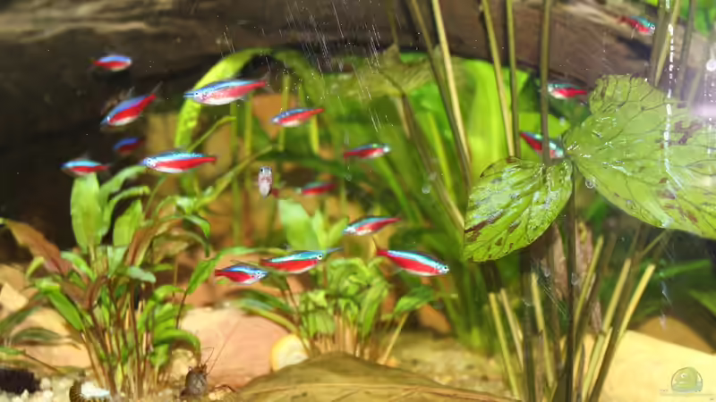 Rote Neons von Ottche (165)