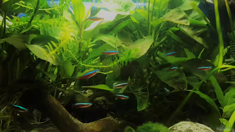 Rote Neons von Raven887 (13)