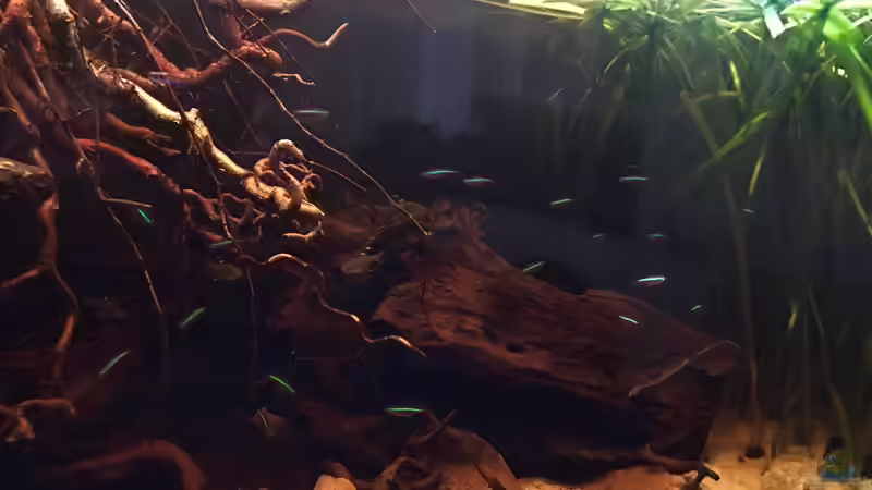 Rote Neons von Raven887 (60)