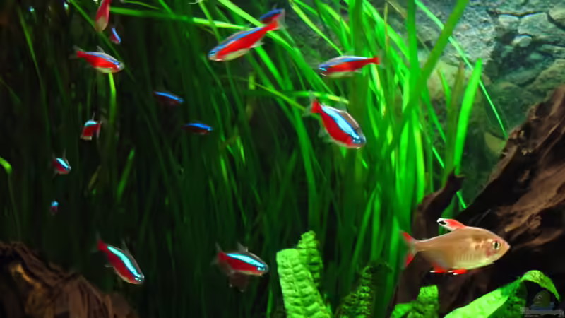 Rote Neons von Sarah (20)