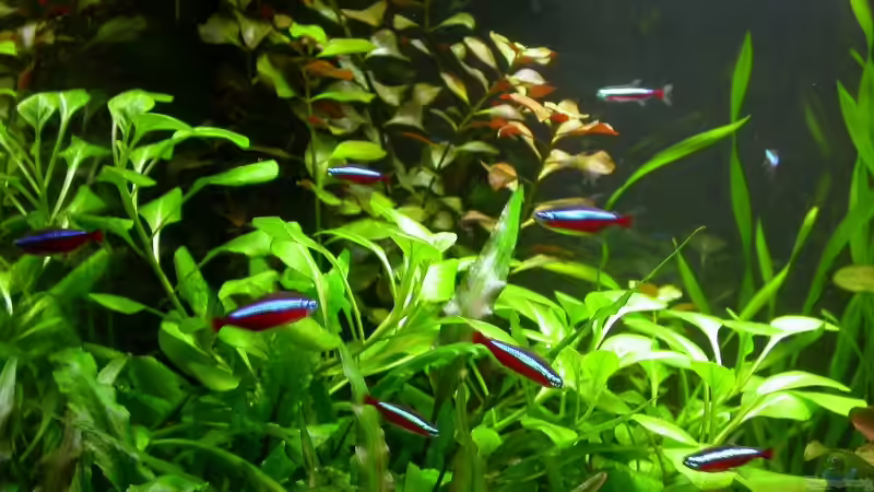 Rote Neons von Susanne Schmohl (14)